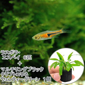 楽天市場 チャーム 種 観賞魚 ベラ ラス 観賞魚 熱帯魚 アクアリウム ペット ペットグッズの通販 楽天市場 チャーム 種 観賞魚 ベラ ラス 観賞魚 熱帯魚 アクアリウム ペット ペットグッズの通販