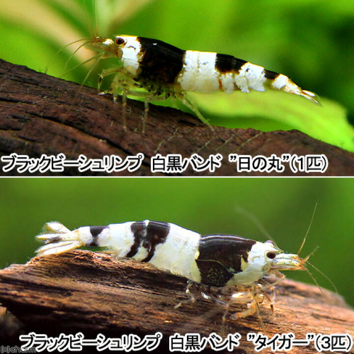 楽天市場】（エビ）ブラックビーシュリンプ タイガー日の丸セット 