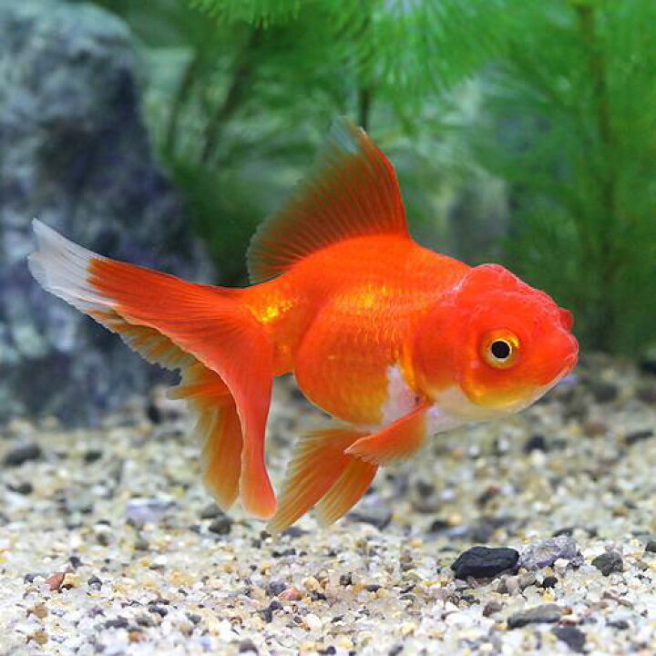楽天市場】（国産金魚）飯田オランダ獅子頭（3匹） : charm 楽天市場店