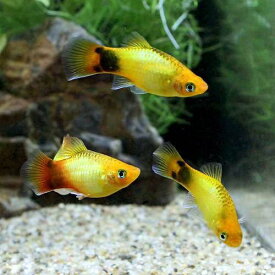 楽天市場 ミッキー 熱帯魚 アクアリウム ペット ペットグッズ の通販
