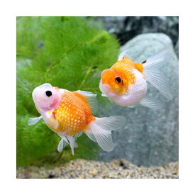 楽天市場 パールスケール 金魚の通販