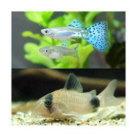 楽天市場 熱帯魚 エビ他 熱帯魚 エビ他 グッピー 国産グッピー 青系 Charm 楽天市場店