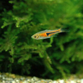 楽天市場 Charm 熱帯魚の通販