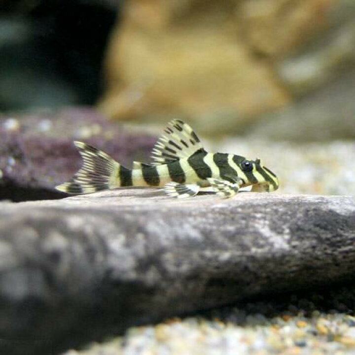 楽天市場 熱帯魚 クィーンインペリアルタイガー プレコ ｓサイズ ブリード １匹 北海道 九州 沖縄航空便要保温 沖縄別途送料 Charm 楽天市場店