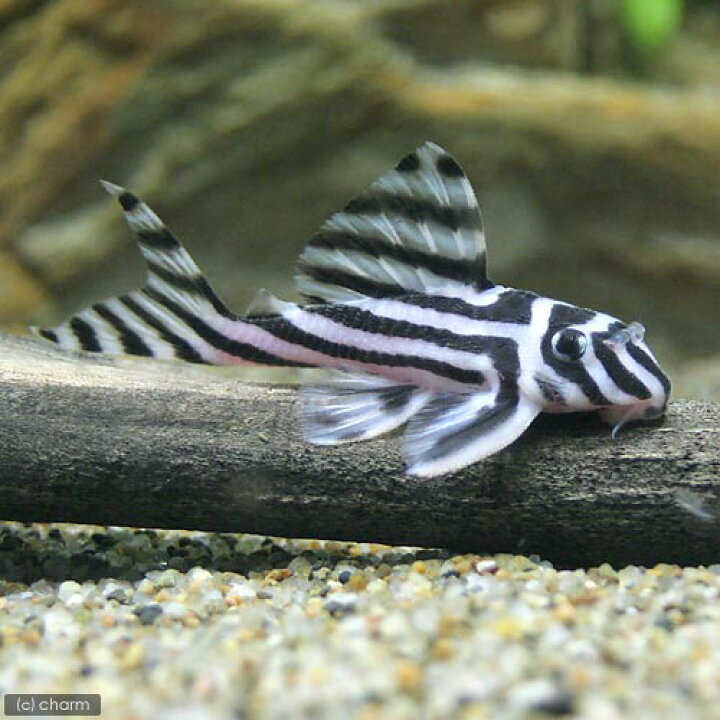 楽天市場】（熱帯魚）インペリアルゼブラプレコ Mサイズ（5〜6 