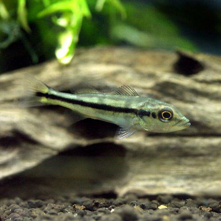 楽天市場】（熱帯魚）キクラ・ピクティ Sサイズ（約5〜10cm 