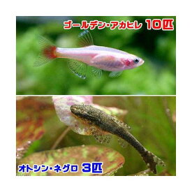 （熱帯魚）ゴールデンアカヒレ（10匹）＋オトシン・ネグロ（3匹）　北海道・九州航空便要保温