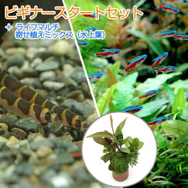 楽天市場 ビーシュリンプ 水草 食べるの通販