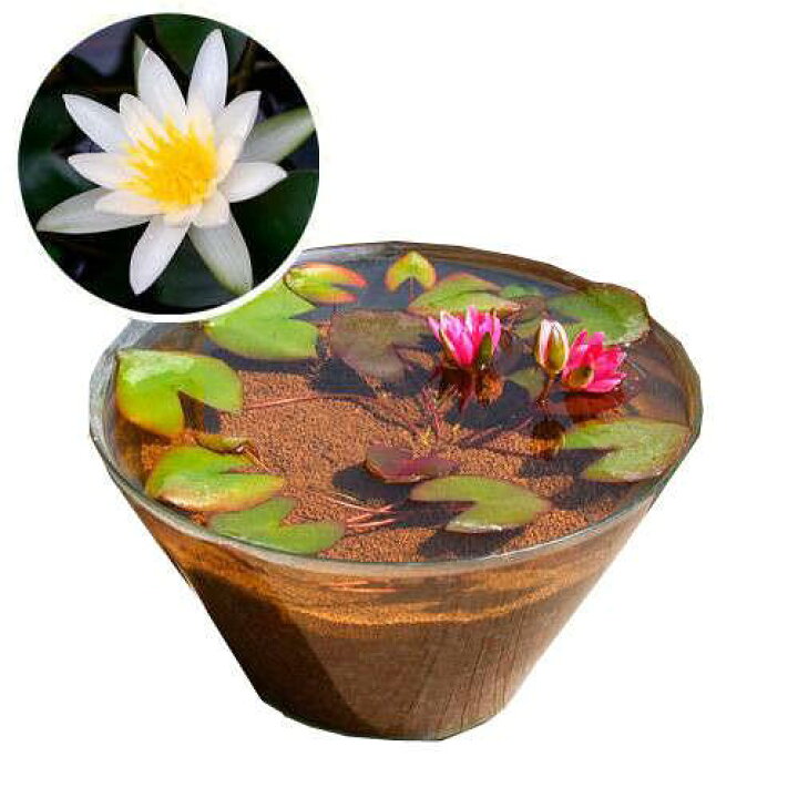 楽天市場 ビオトープ めだか 姫スイレン 白 楊貴妃メダカ ガラス鉢セット白 説明書付 本州四国限定 Charm 楽天市場店