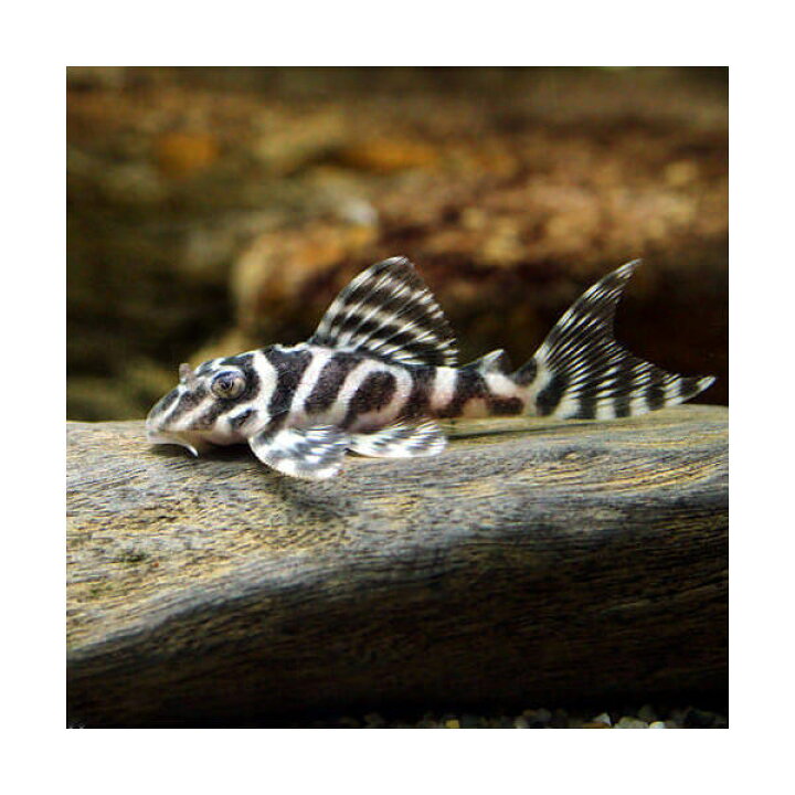 楽天市場】（熱帯魚）ニューメガクラウン・ペコルティア L−236 