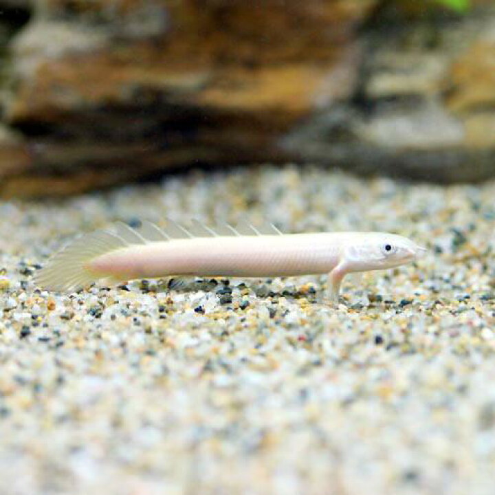 楽天市場】（熱帯魚）ポリプテルス・セネガルス セミプラチナ（約10 