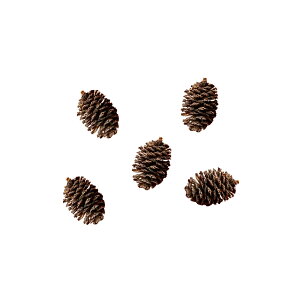 ₵Ԃ̎@5@x^@r[Vv@֓