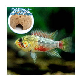楽天市場 熱帯魚 アピスト グラマの通販