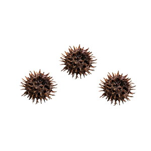 tGr̉BƂɍœK@tE̎i~WotE̎j@@3@r[Vv@ll1_@֓