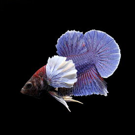 楽天市場 熱帯魚 ベタの通販