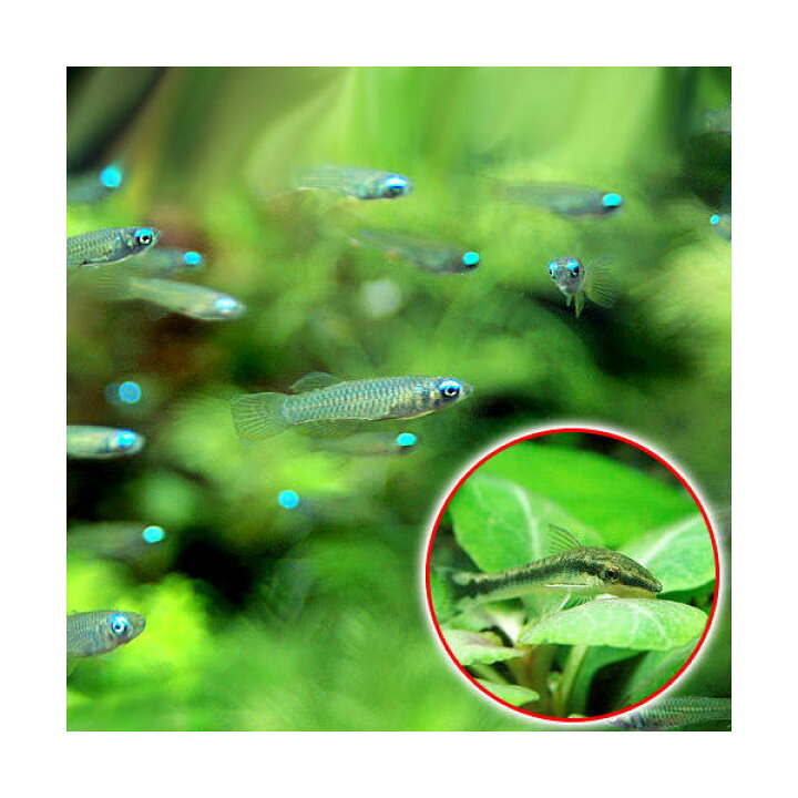 楽天市場 熱帯魚 アフリカン ランプアイ ｓサイズ ２０匹 オトシンクルス ３匹 北海道航空便要保温 Charm 楽天市場店