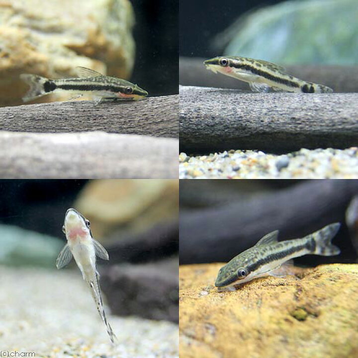 楽天市場 熱帯魚 コリドラス ステルバイ 3匹 オトシンクルス 3匹 北海道 九州航空便要保温 Charm 楽天市場店 楽天市場 熱帯魚 コリドラス ステルバイ 3匹 オトシンクルス 3匹 北海道 九州航空便要保温 Charm 楽天市場店