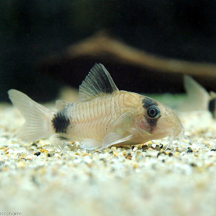 楽天市場 熱帯魚 コリドラス パンダ ６匹 オトシンクルス ３匹 北海道 九州 沖縄航空便要保温 Charm 楽天市場店