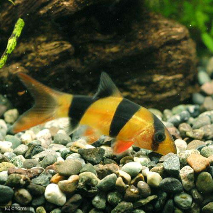 訳あり 熱帯魚 水草 ビギナースタートセット カージナル テトラ １０匹 クラウンローチ ２匹 北海道航空便要保温 Shipsctc Org