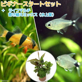 （熱帯魚）（水草）ビギナースタートセット　テトラ・オーロ（8匹）　＋クラウンローチ（2匹）　北海道・九州航空便要保温