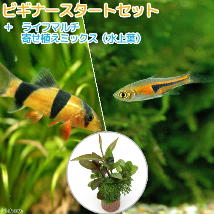 楽天市場 熱帯魚 水草 ビギナースタートセット ラスボラ エスペイ ６匹 クラウンローチ ２匹 北海道 九州航空便要保温 Charm 楽天市場店