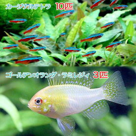 楽天市場 カージナルテトラ 餌の通販