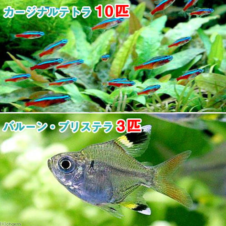 楽天市場 熱帯魚 カージナルテトラ ワイルド １０匹 バルーン プリステラ ３匹 北海道 九州 沖縄航空便要保温 Charm 楽天市場店