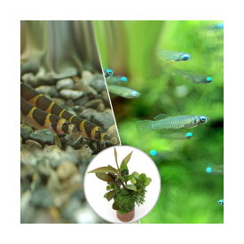 楽天市場 チャーム 熱帯魚 アフリカンランプアイの通販