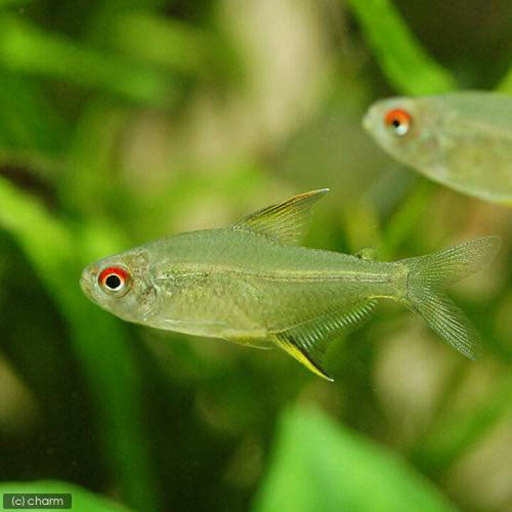 楽天市場 熱帯魚 カージナルテトラ ワイルド １０匹 レモン テトラ ６匹 北海道 九州航空便要保温 Charm 楽天市場店