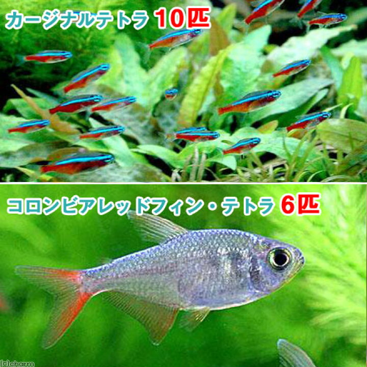 楽天市場 熱帯魚 カージナルテトラ ワイルド 10匹 コロンビアレッドフィン テトラ 6匹 北海道航空便要保温 Charm 楽天市場店 楽天市場 熱帯魚 カージナルテトラ ワイルド 10匹 コロンビアレッドフィン テトラ 6匹 北海道航空便要保温 Charm 楽天市場店