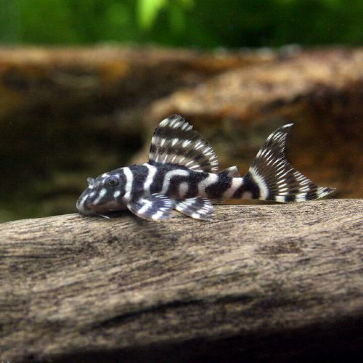楽天市場】（熱帯魚）キングロイヤル・ペコルティア Sサイズ 