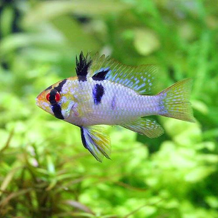 楽天市場 熱帯魚 ブリリアント ラミレジィ 国産ブリード １匹 北海道 九州航空便要保温 Charm 楽天市場店