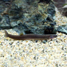 楽天市場 黒 角 観賞魚 熱帯魚 アクアリウム ペット ペットグッズの通販