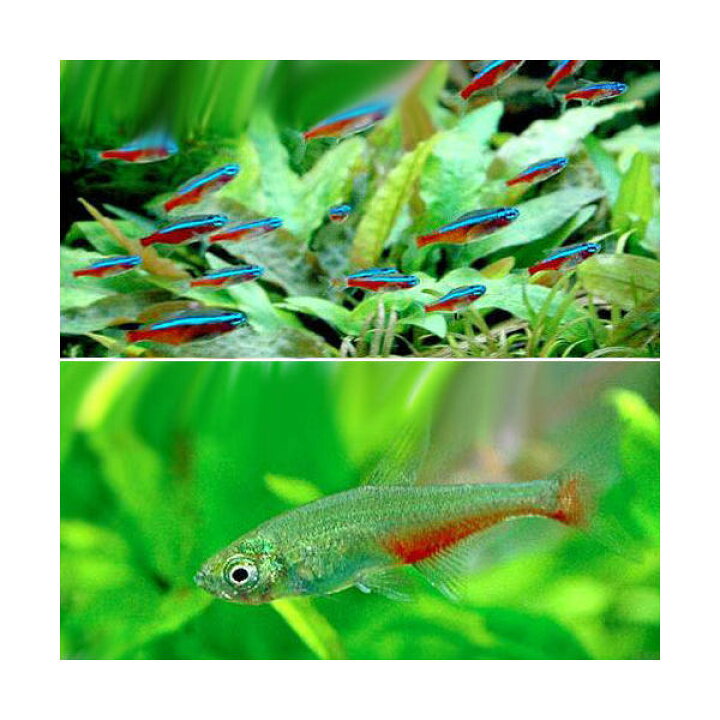 楽天市場 熱帯魚 カージナルテトラ ワイルド 10匹 グリーンファイアー テトラ 6匹 北海道 九州航空便要保温 Charm 楽天市場店 楽天市場 熱帯魚 カージナルテトラ ワイルド 10匹 グリーンファイアー テトラ 6匹 北海道 九州航空便要保温 Charm 楽天市場店