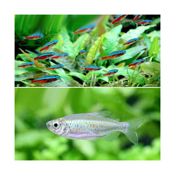 楽天市場】(熱帯魚)カージナルテトラ(ワイルド)(10匹)+コンゴテトラ Sサイズ(5匹) 北海道航空便要保温 : charm 楽天市場店 楽天市場】(熱帯魚)カージナルテトラ(ワイルド)(10匹)+コンゴテトラ Sサイズ(5匹) 北海道航空便要保温 : charm 楽天市場店