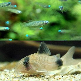 楽天市場 パンダ 観賞魚 熱帯魚 アクアリウム ペット ペットグッズの通販