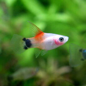 楽天市場 熱帯魚 ミッキーマウスプラティの通販