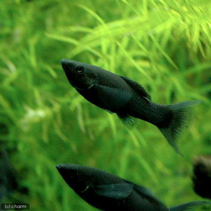 楽天市場 熱帯魚 ブラックライヤーテールモーリー 12匹 北海道航空便要保温 Charm 楽天市場店 楽天市場 熱帯魚 ブラックライヤーテールモーリー 12匹 北海道航空便要保温 Charm 楽天市場店