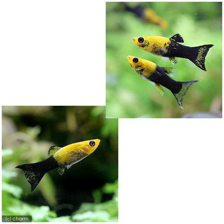 351円 数量限定!特売 熱帯魚 ヘルメット プラティ 6匹 北海道 九州航空便要保温 351円 数量限定!特売 熱帯魚 ヘルメット プラティ 6匹 北海道 九州航空便要保温