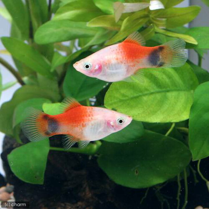 正規逆輸入品 熱帯魚 ハイフィンレッドバック ミッキーマウスプラティ ２匹 レッドトップホワイト 北海道航空便要保温 Shipsctc Org