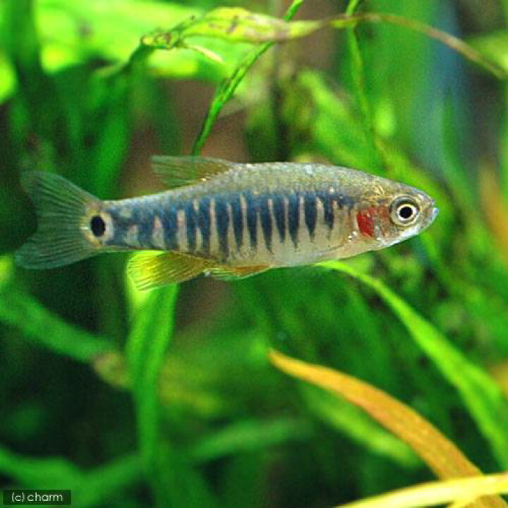 世界の人気ブランド 熱帯魚 ゼブラ ダニオ １０匹 北海道航空便要保温 Champagne Dissaux Brochot Com
