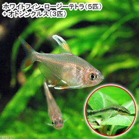 （熱帯魚）ホワイトフィン・ロージーテトラ（5匹）　＋　オトシンクルス（3匹）　北海道・九州航空便要保温