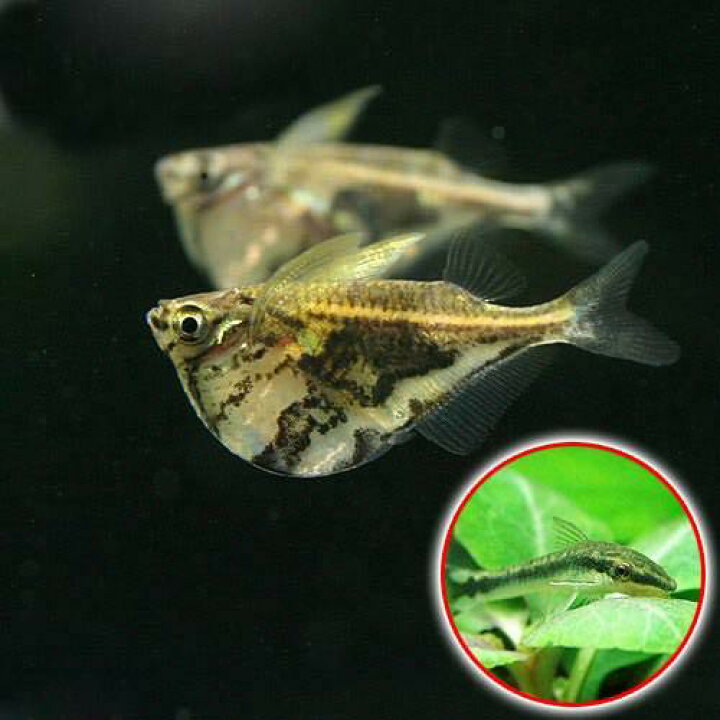 楽天市場 熱帯魚 マーブル ハチェット 4匹 オトシンクルス 3匹 北海道 九州航空便要保温 Charm 楽天市場店 楽天市場 熱帯魚 マーブル ハチェット 4匹 オトシンクルス 3匹 北海道 九州航空便要保温 Charm 楽天市場店