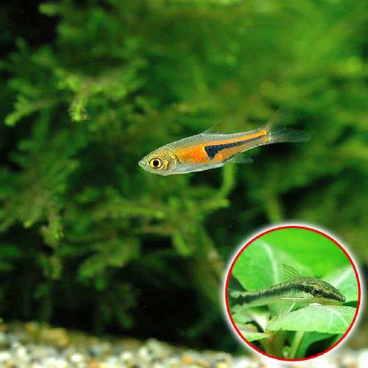 楽天市場 熱帯魚 ラスボラ エスペイ １２匹 オトシンクルス ３匹 北海道航空便要保温 Charm 楽天市場店