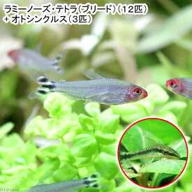 （熱帯魚）ラミーノーズ・テトラ（ブリード）（12匹）　＋　オトシンクルス（3匹）　北海道・九州航空便要保温