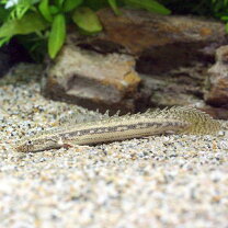 楽天市場】ポリプテルス ビキール（観賞魚｜熱帯魚・アクアリウム 