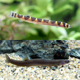 楽天市場 熱帯魚 エビ他 熱帯魚 エビ他 ローチ ボーシャ タニノボリの仲間 Charm 楽天市場店 楽天市場 熱帯魚 エビ他 熱帯魚 エビ他 ローチ ボーシャ タニノボリの仲間 Charm 楽天市場店