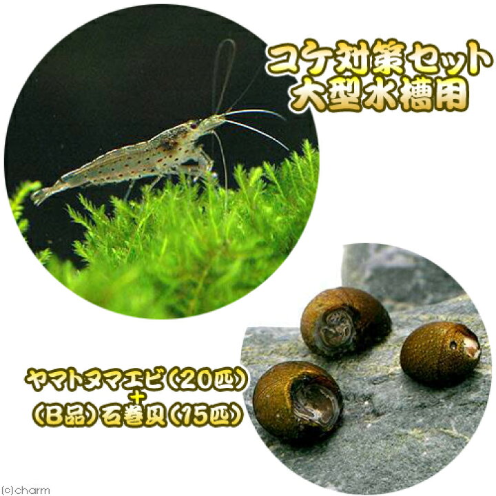 楽天市場 エビ 貝 コケ対策セット 大型水槽用 ヤマトヌマエビ ２０匹 ｂ品 石巻貝 １５匹 北海道 九州航空便要保温 Charm 楽天市場店