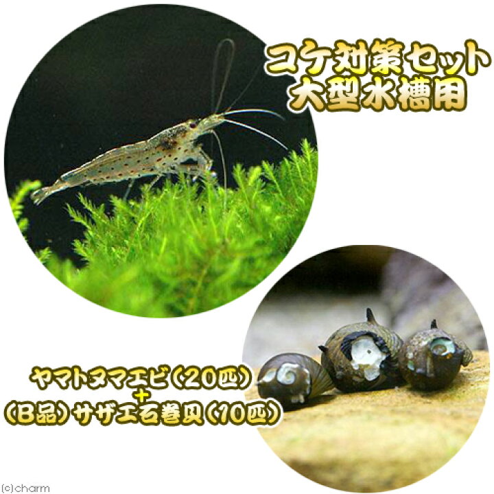 楽天市場 エビ 貝 コケ対策セット 大型水槽用 ヤマトヌマエビ ２０匹 ｂ品 サザエ石巻貝 １０匹 北海道 九州航空便要保温 Charm 楽天市場店
