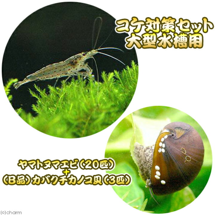 楽天市場 エビ 貝 コケ対策セット 大型水槽用 ヤマトヌマエビ ２０匹 ｂ品 カバクチカノコ貝 ３匹 Charm 楽天市場店